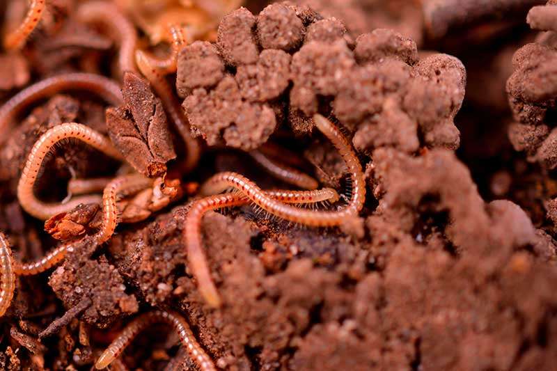 soil-dirt-biopack-worms-colin-austin-gbiota