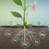 soil-essential-nutrient-plant-gbiota