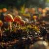 soil-fungi-mushroom-gbiota