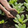 soil-quality-vegetables-lettuce-colin-austin-gbiota