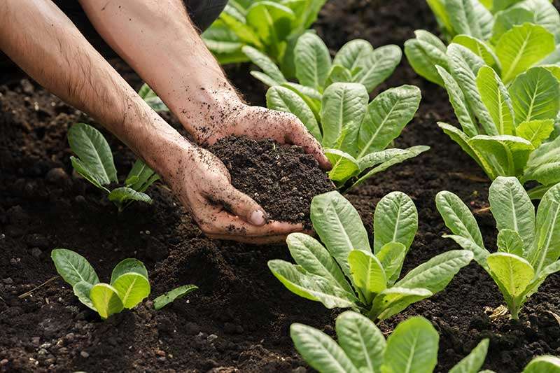 soil-quality-vegetables-lettuce-colin-austin-gbiota