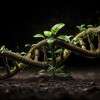 soil-sprout-plant-biology-dna-strand-gbiota