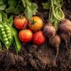 soil-vegetables-nutrient-dense-food-gbiota