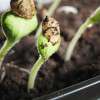 sprout-plant-growth-in-soil-colin-austin-gbiota