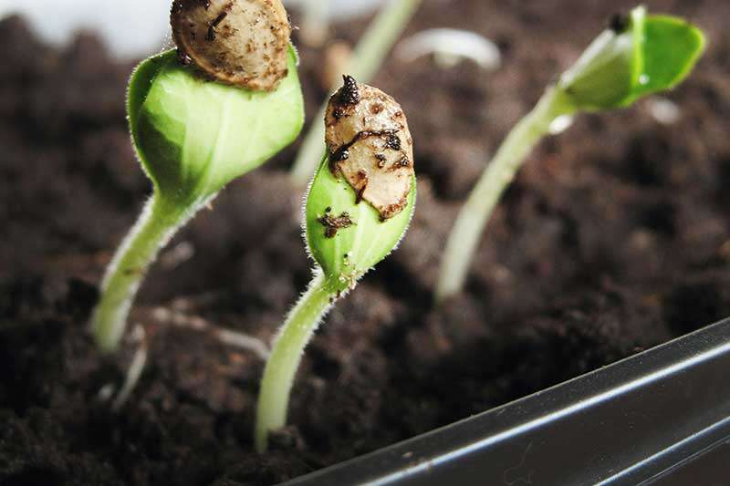 sprout-plant-growth-in-soil-colin-austin-gbiota