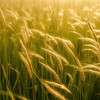 wheat-field-breeze-aeration-gbiota