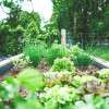 wicking-bed-garden-colin-austin-gbiota