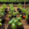 wicking-beds-vegetable-gbiota