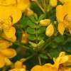 easter-cassia-flowers-colin-austin-gbiota