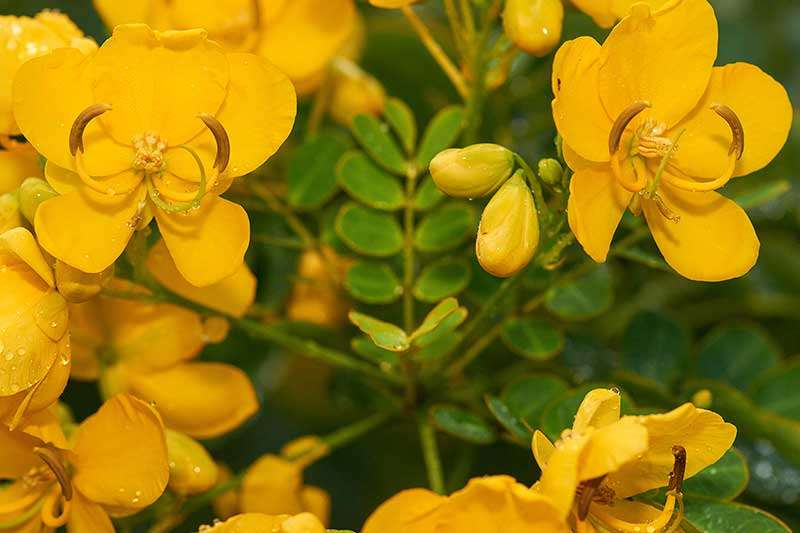 easter-cassia-flowers-colin-austin-gbiota
