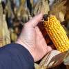 farming-holding-corn-cob-in-field-colin-austin-gbiota