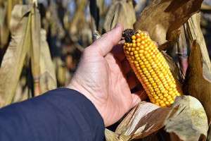 farming-holding-corn-cob-in-field-colin-austin-gbiota