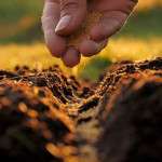 hand-sprinkling-fertilizer-on-soil-depth-colin-austin-gbiota