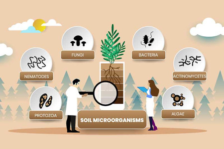 scientists-studying-soil-microorganisms-illustration-colin-austin-gbiota