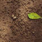 soil-dirt-green-leaf-colin-austin-gbiota