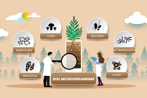 Scientists Studying Soil Microorganisms | Colin Austin | Gbiota