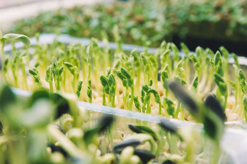 baby-greens-sprouts-microgreens-colin-austin-gbiota