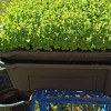 Gbiota Wicking Bed | Complete Kit