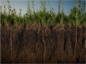 plants in soil
