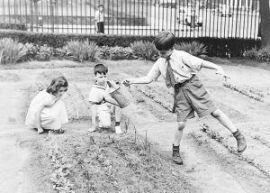 victory gardens
